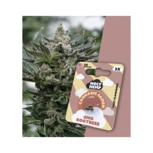 Holy Hemp Cannabis Samen Fast-Flowering - GMO Rootbeer